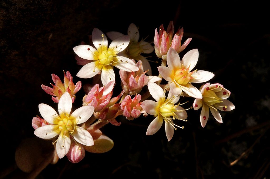 Sedum dasyphyllum